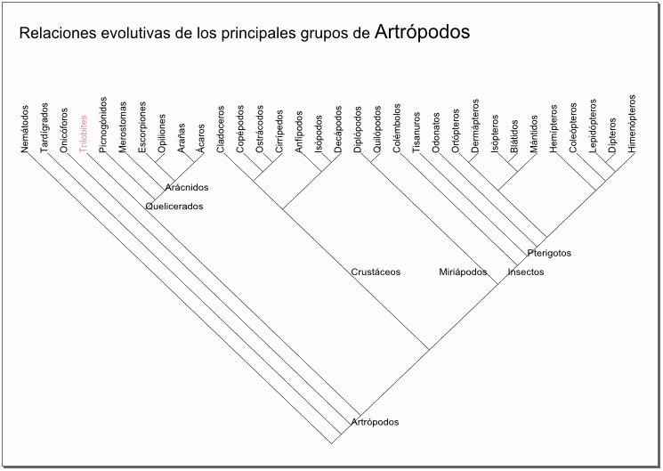Relaciones evolutivas Artr&oacute;podos
