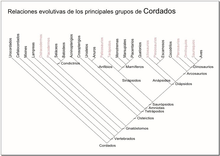 Relaciones evolutivas Cordados