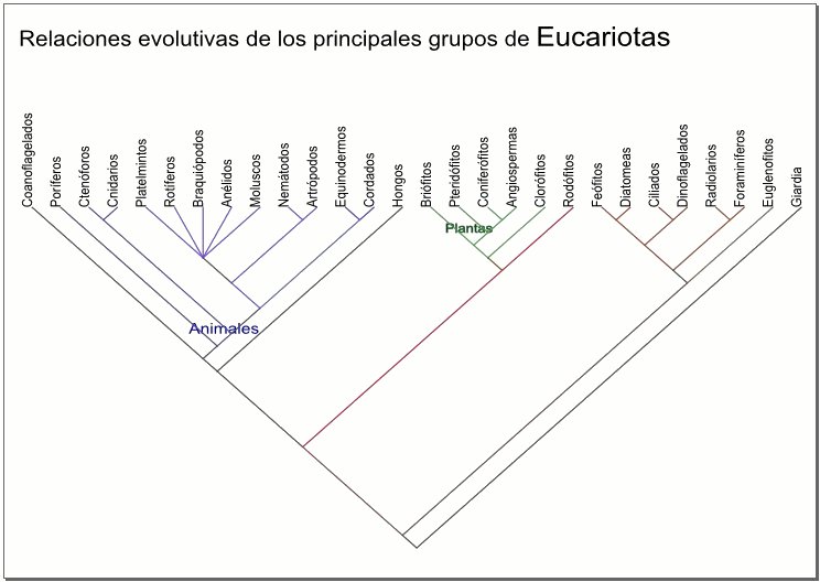 Relaciones evolutivas Protistas