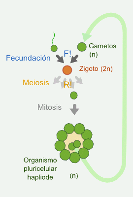 Ciclo haplobi&oacute;ntico