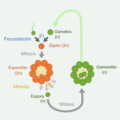 Ciclo haplodiplobióntico