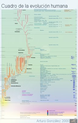 Evoluci&oacute;n humana