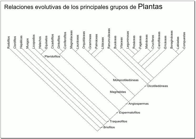 Relaciones evolutivas plantas