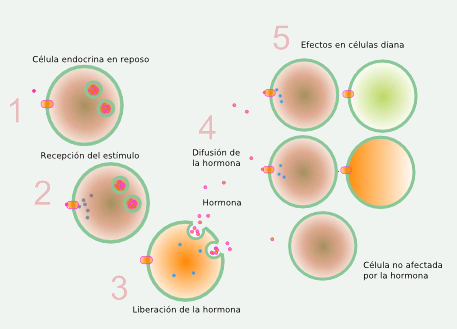 Acci&oacute;n Hormonal