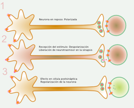 Acci&oacute;n neuronal