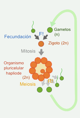 Ciclo diplobi&oacute;ntico