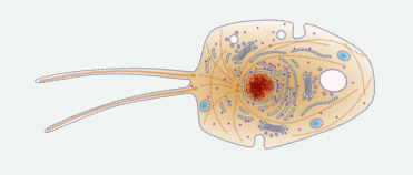 6 - protista flagelado