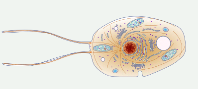 7 - protista respirador