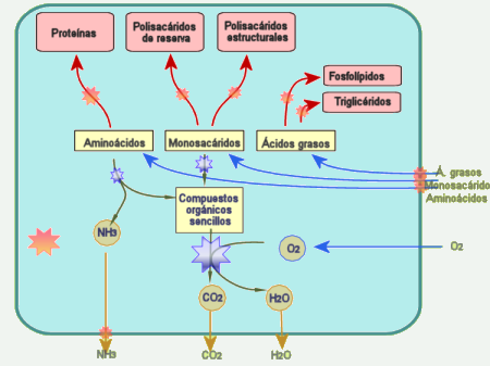 Metabolismo quimioorganotrofo aerobio