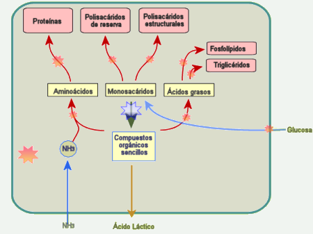 Metabolismo quimioorganotrofo anaerobio