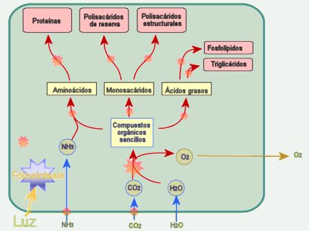 Metabolismo Fotolitotrofo