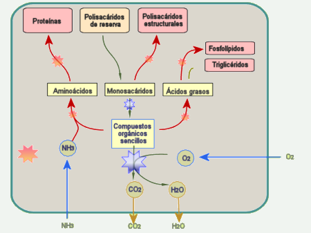 Metabolismo quimioorganotrofo fermentador