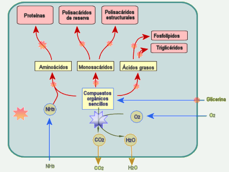 Metabolismo quimioorganotrofo aerobio