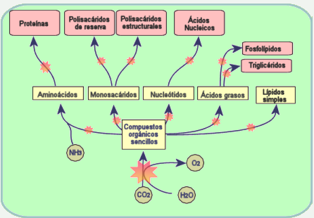 Esquema general del anabolismo