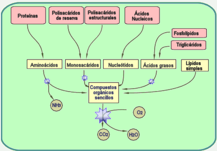 Esquema general del  catabolismo
